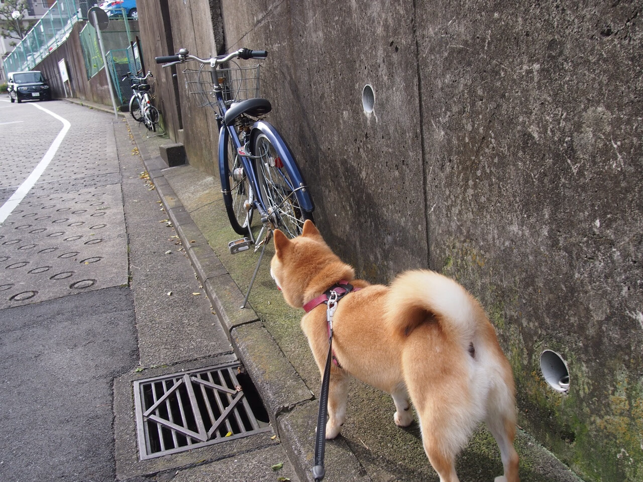 kaiyun官方入口登录-“未来（未来领袖）青少年”篮球辅导班在上海全面铺开，助推青训专业化
