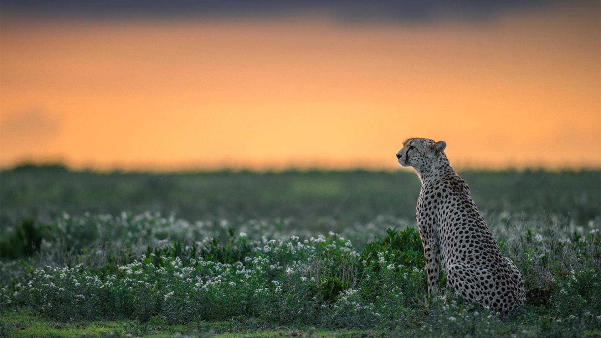 开云官网APP下载-“惊世漂移，美到窒息”——速度与美学的完美结合，世界顶级漂移大师的神操作