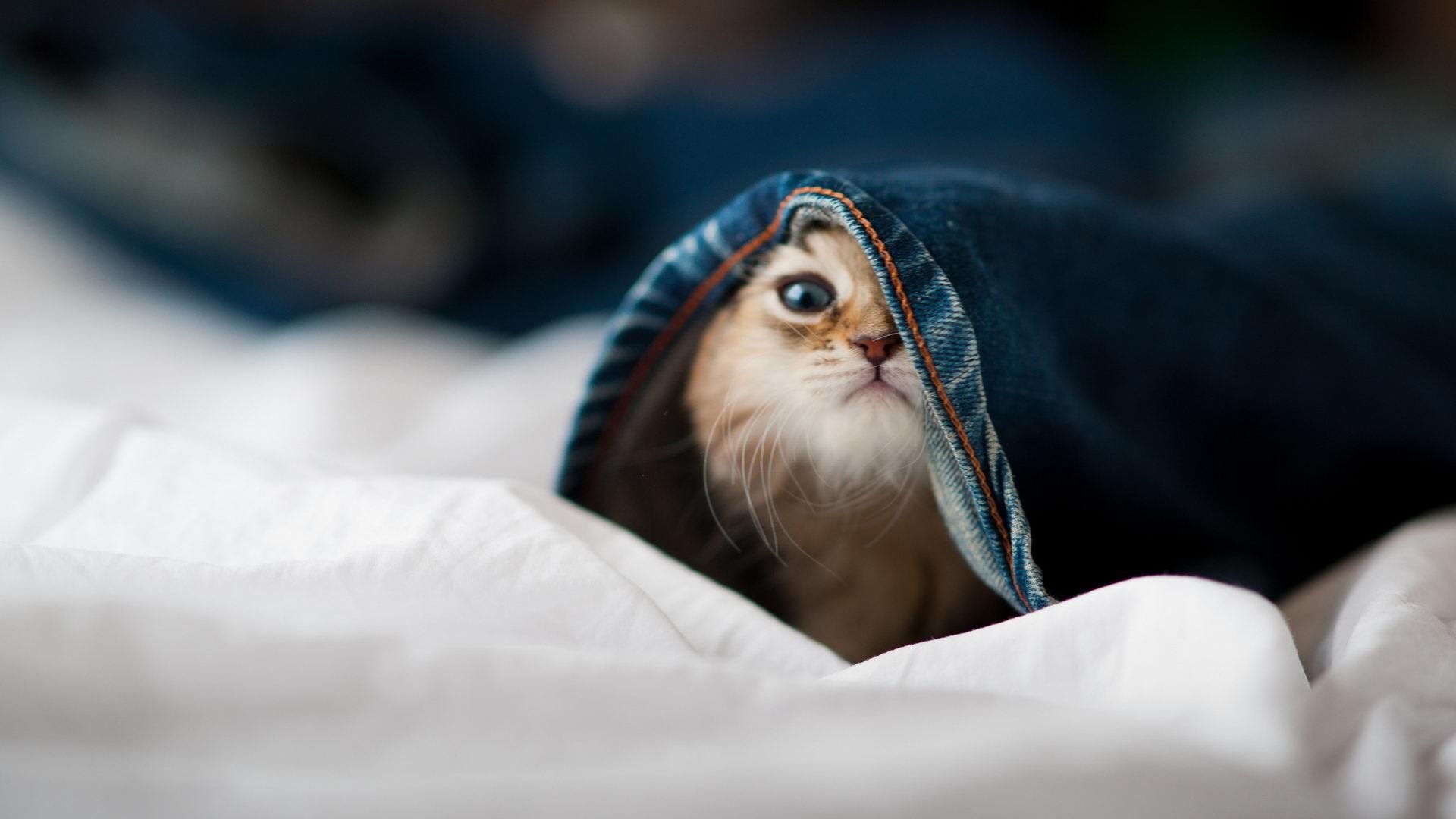 中国队中场罗德里格斯在巴黎奥运会上展现出强大的组织能力,nba罗德里格斯